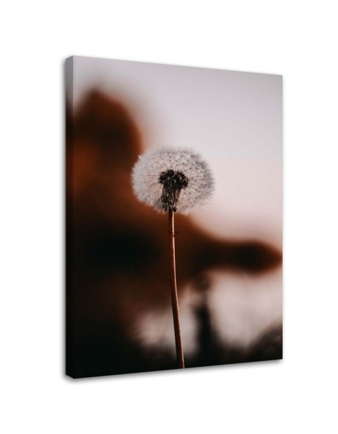 A lone Dandelion - Canvas print modern | FEEBY