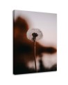 A lone Dandelion - Canvas print modern | FEEBY
