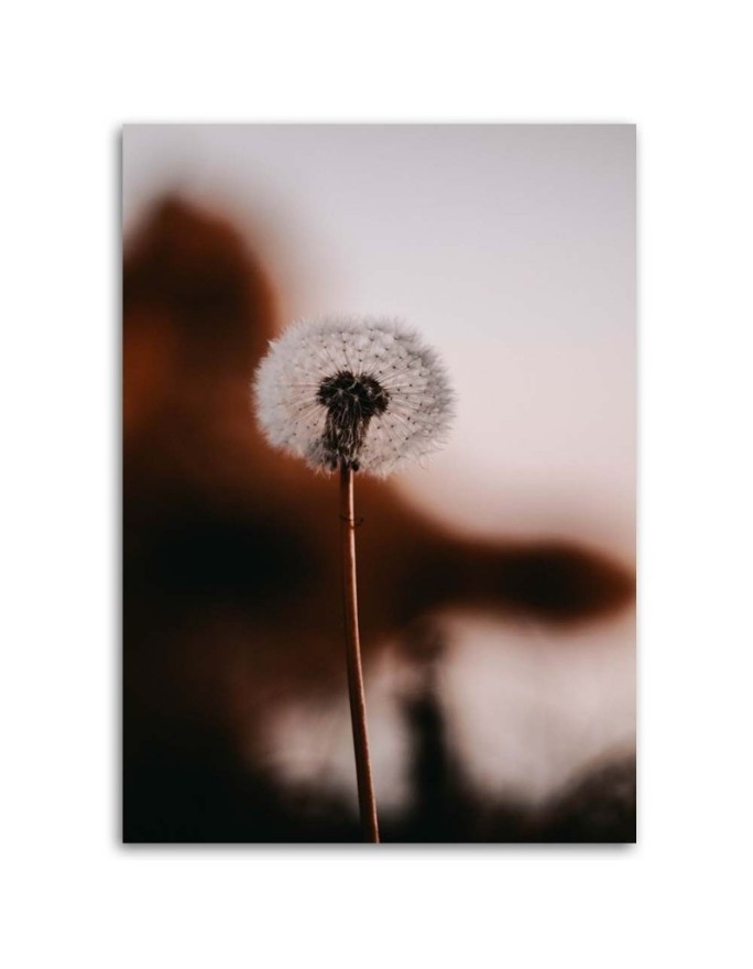 A lone Dandelion - Canvas print modern | FEEBY