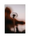 A lone Dandelion - Canvas print modern | FEEBY