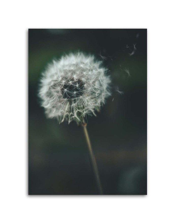 Dandelion in the wind - Canvas print | FEEBY