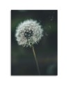 Dandelion in the wind - Canvas print | FEEBY