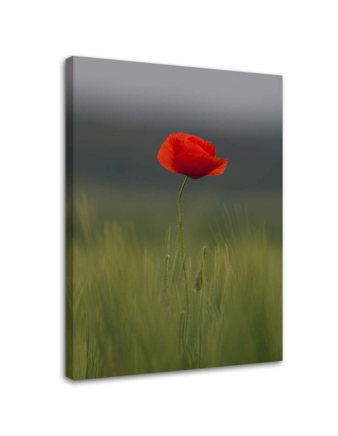 Poppy in the field - Canvas print. High quality | FEEBY