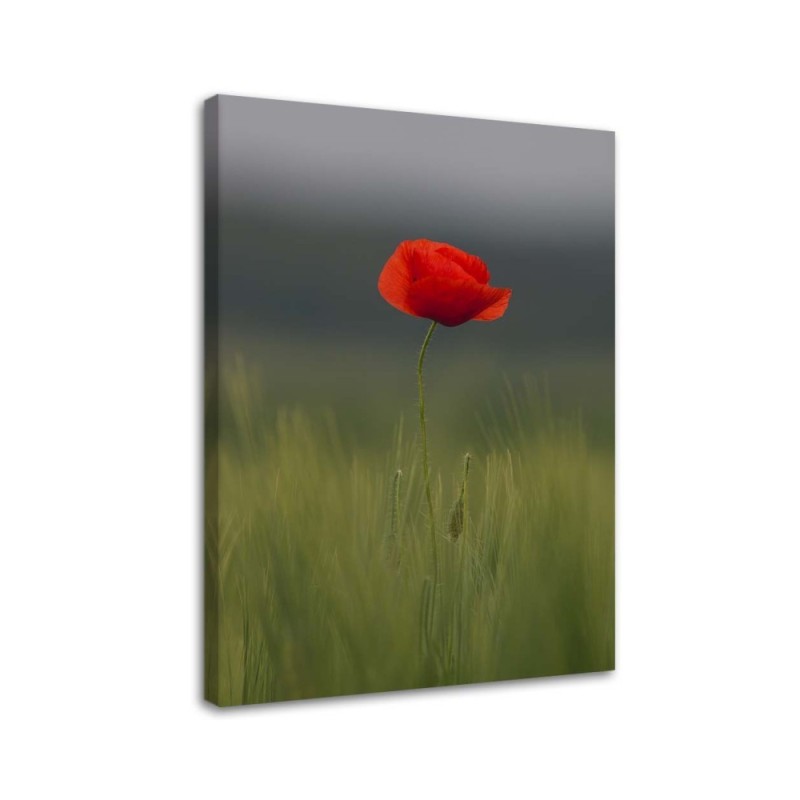 Poppy in the field - Canvas print. High quality | FEEBY