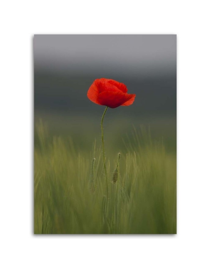Poppy in the field - Canvas print. High quality | FEEBY