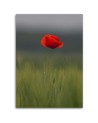 Poppy in the field - Canvas print. High quality | FEEBY