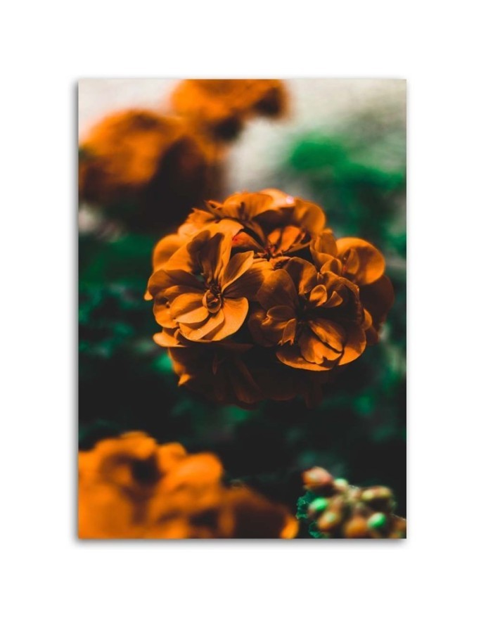 Orange flowers - Pictures on Canvas  for the living room | FEEBY