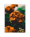 Orange flowers - Pictures on Canvas  for the living room | FEEBY