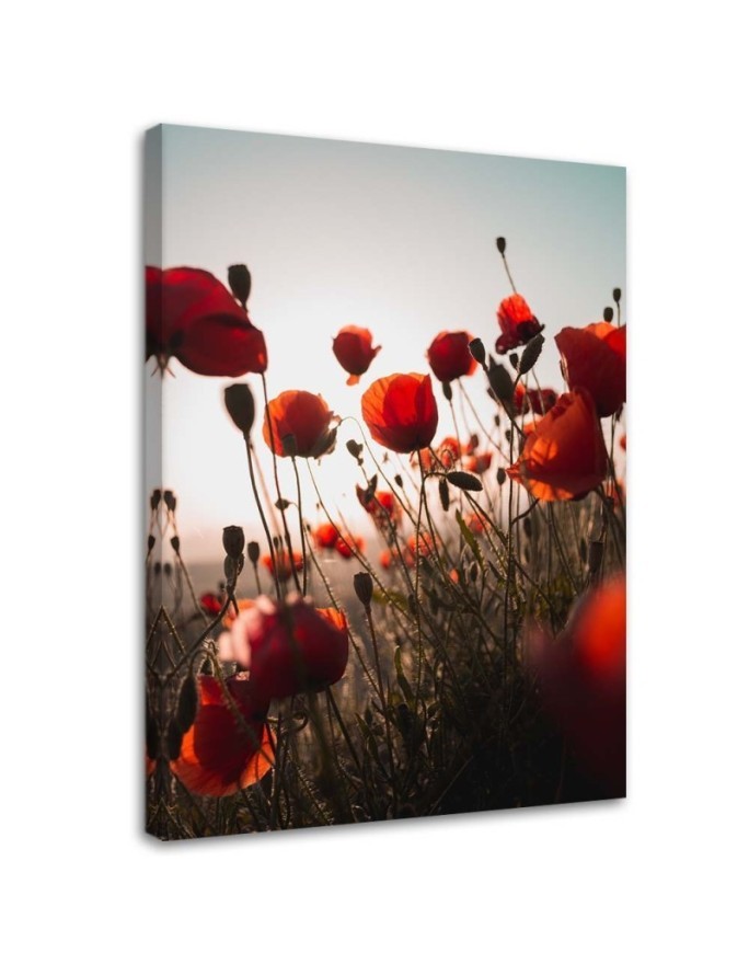 Canvas prints for living room - Poppies in the sun | FEEBY