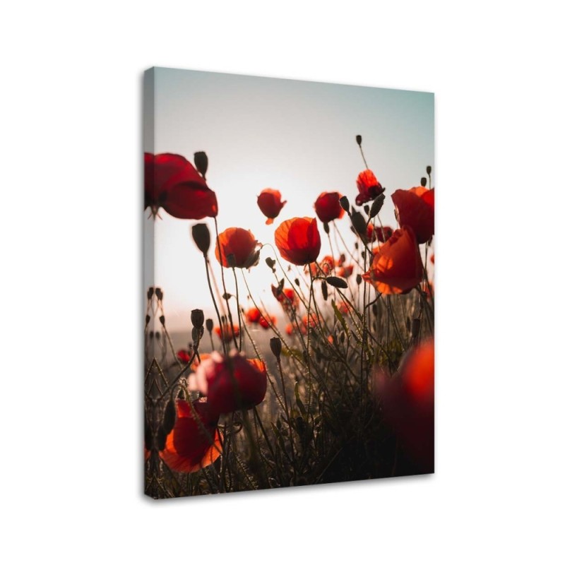 Canvas prints for living room - Poppies in the sun | FEEBY