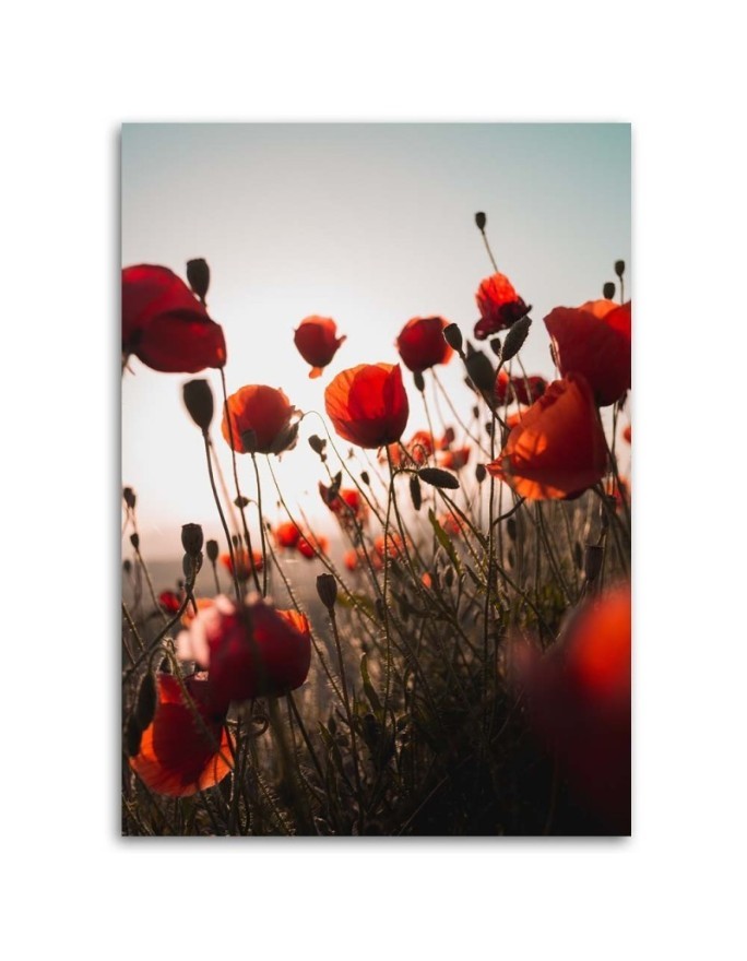 Canvas prints for living room - Poppies in the sun | FEEBY