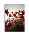 Canvas prints for living room - Poppies in the sun | FEEBY