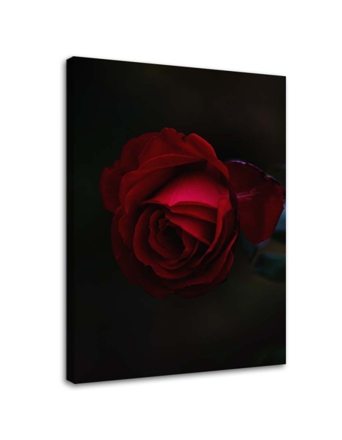 Canvas painting - Rose on black background | FEEBY