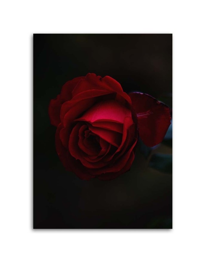 Canvas painting - Rose on black background | FEEBY