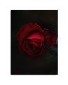 Canvas painting - Rose on black background | FEEBY