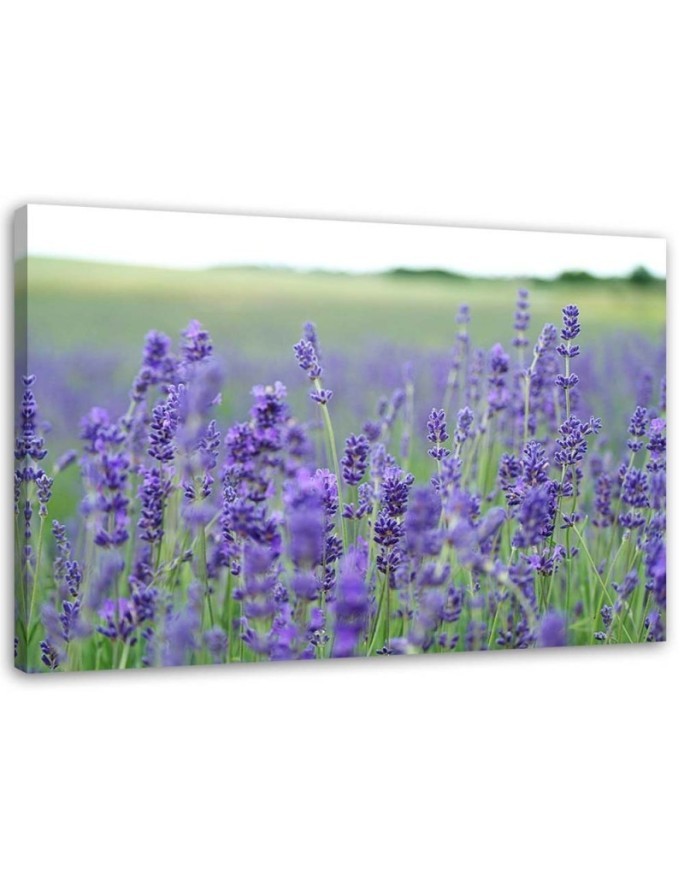 Modern Canvas painting for bedroom - Fields of lavender | FEEBY