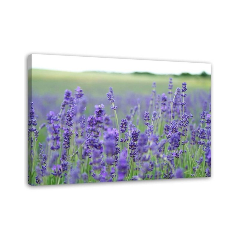 Modern Canvas painting for bedroom - Fields of lavender | FEEBY