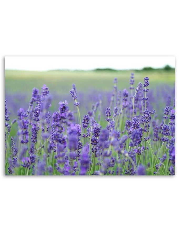 Modern Canvas painting for bedroom - Fields of lavender | FEEBY
