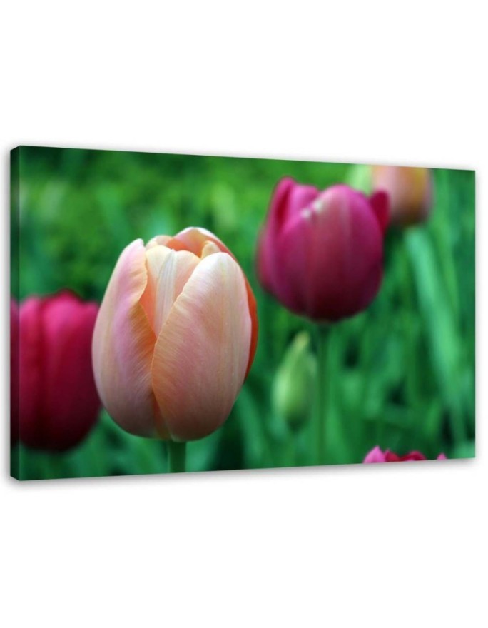 Canvas print modern - Pink tulips | FEEBY