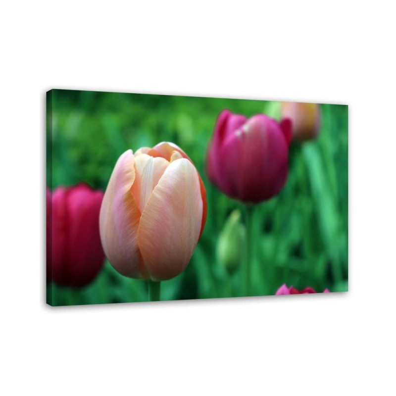 Canvas print modern - Pink tulips | FEEBY