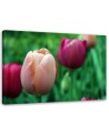 Canvas print modern - Pink tulips | FEEBY