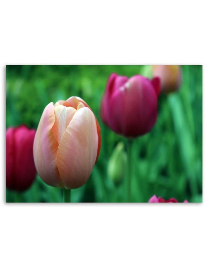 Canvas print modern - Pink tulips | FEEBY