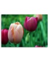 Canvas print modern - Pink tulips | FEEBY