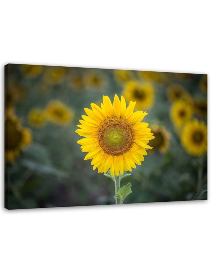 Canvas print Young sunflower