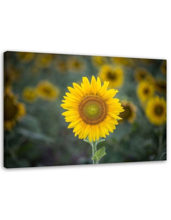 Canvas print - Young sunflower | FEEBY