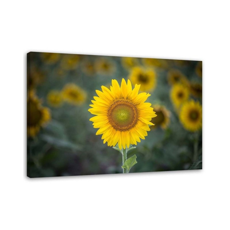 Canvas print - Young sunflower | FEEBY