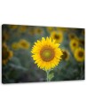 Canvas print - Young sunflower | FEEBY