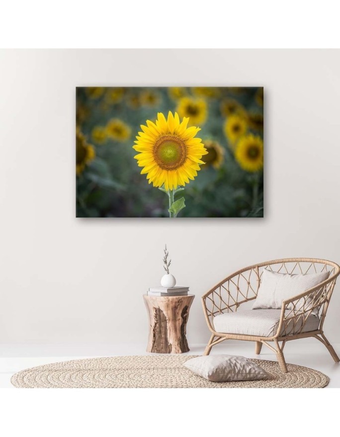 Canvas print - Young sunflower | FEEBY