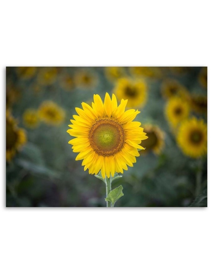 Canvas print - Young sunflower | FEEBY