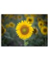 Canvas print - Young sunflower | FEEBY