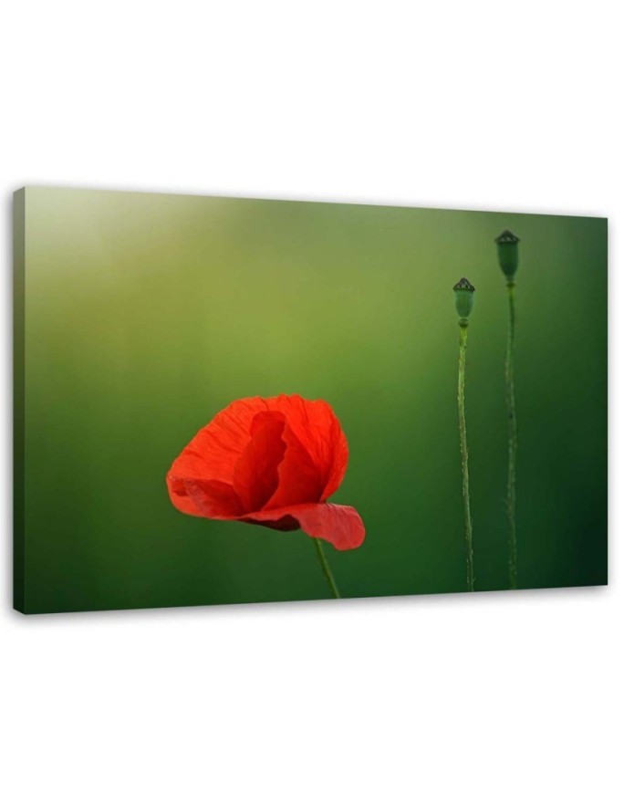 Canvas print - Poppy on green background | FEEBY