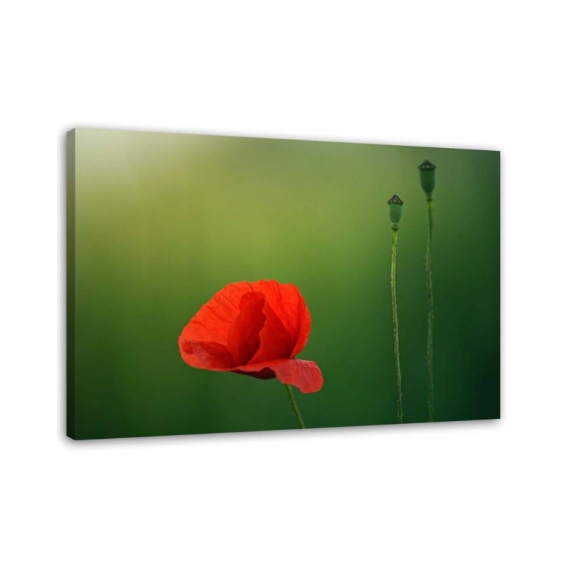 Canvas print - Poppy on green background | FEEBY