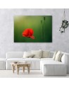 Canvas print - Poppy on green background | FEEBY
