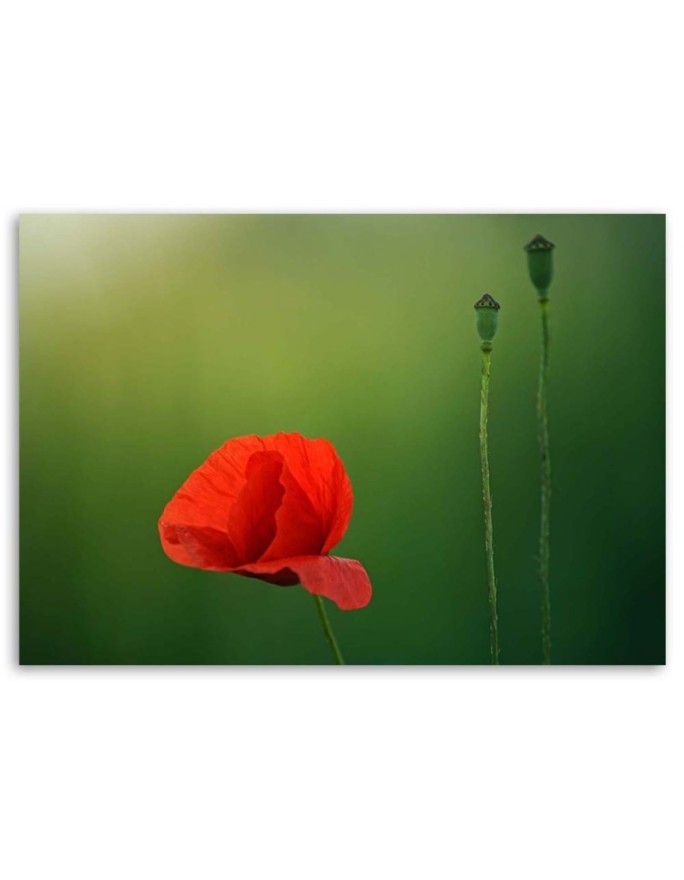 Canvas print - Poppy on green background | FEEBY