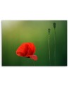 Canvas print - Poppy on green background | FEEBY