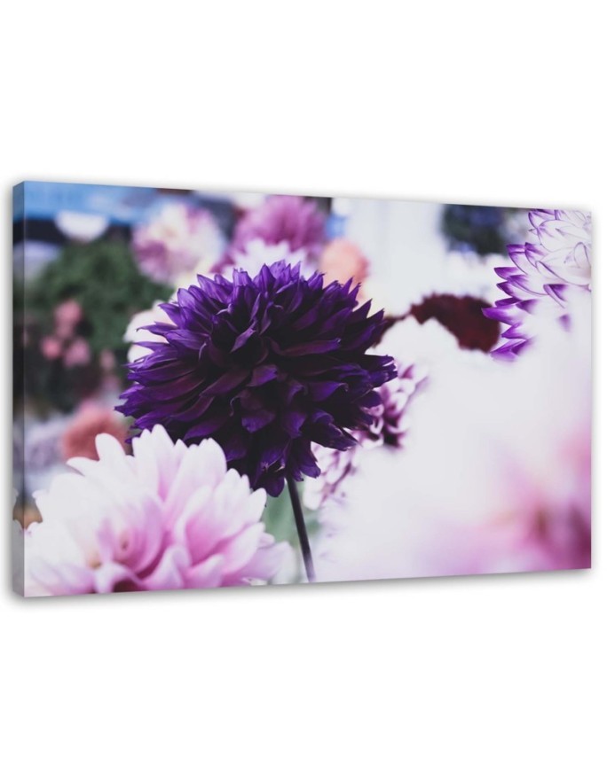 Canvas prints for living room - Dahlia flowers | FEEBY