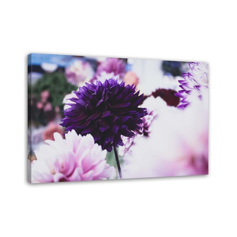 Canvas prints for living room - Dahlia flowers | FEEBY