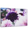 Canvas prints for living room - Dahlia flowers | FEEBY