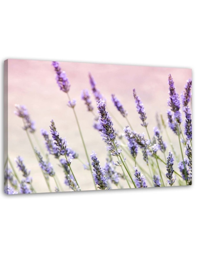 Canvas prints for living room - Lavender flowers | FEEBY