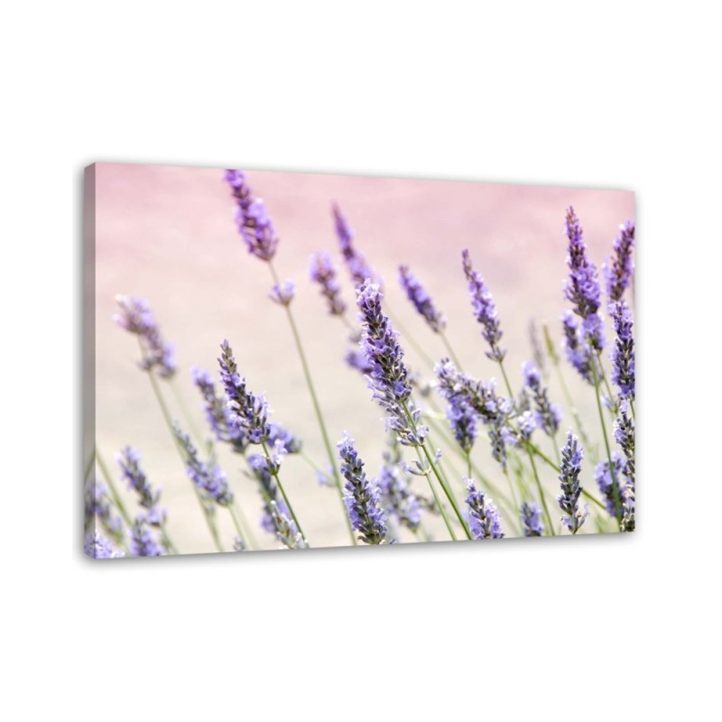 Canvas prints for living room - Lavender flowers | FEEBY