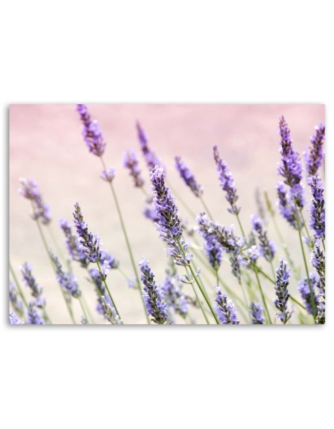 Canvas prints for living room - Lavender flowers | FEEBY