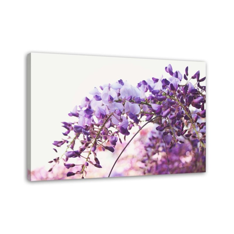 Canvas painting - Lilac glycine flowers | FEEBY