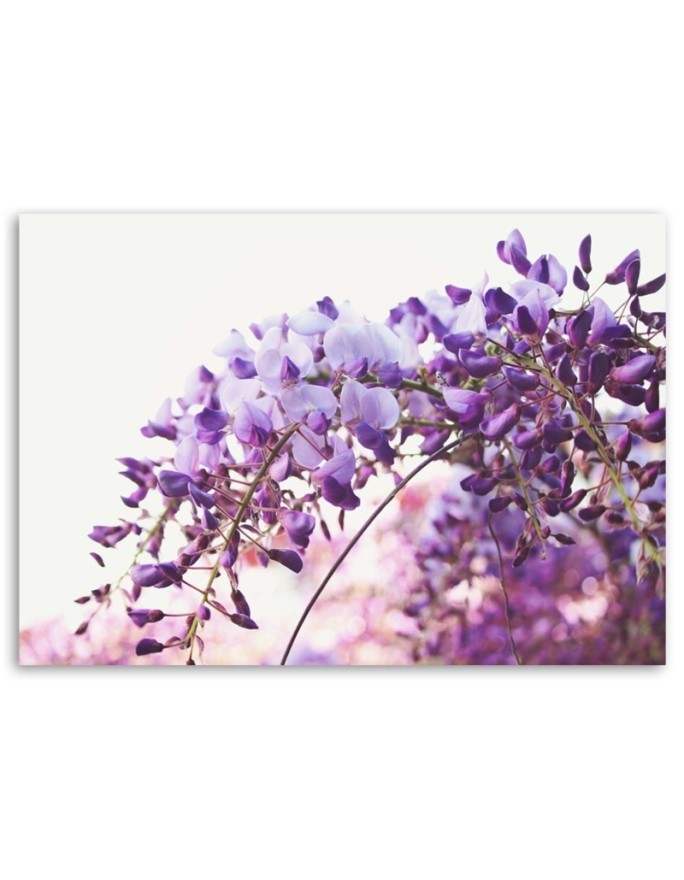 Canvas painting - Lilac glycine flowers | FEEBY
