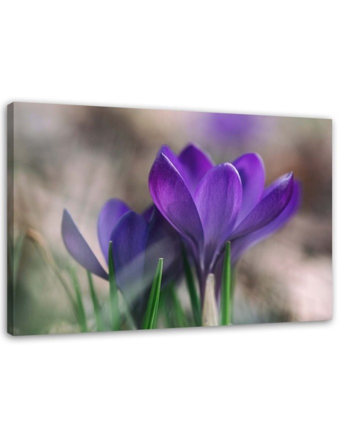 Modern bedroom painting - Spring crocuses | FEEBY