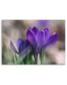 Modern bedroom painting - Spring crocuses | FEEBY