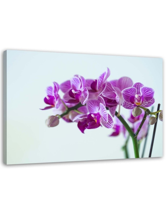 Canvas painting for the living room - Orchid branch | FEEBY